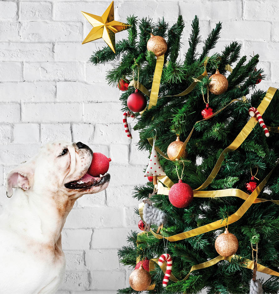Adorable Bulldog puppy standing next to a Christmas tree