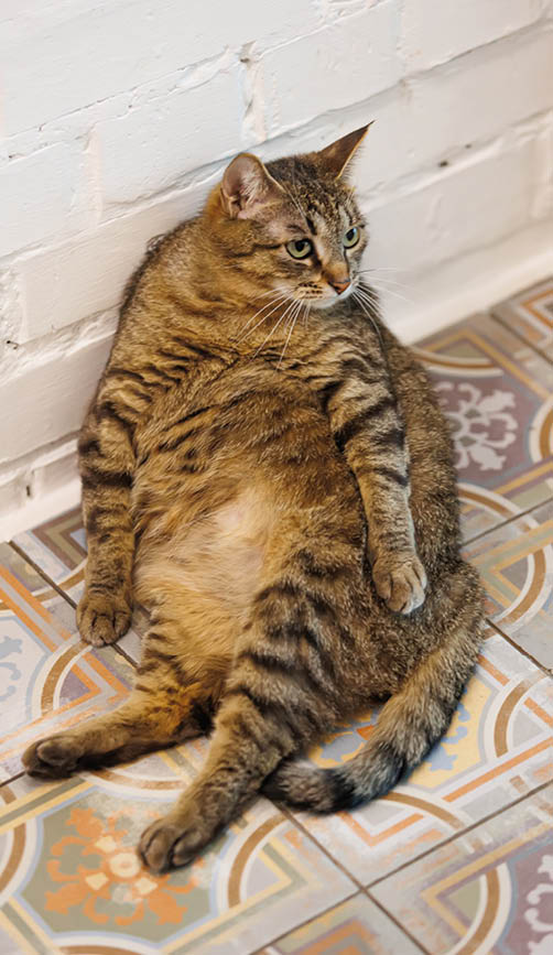 Funny tabby cat relaxing on a beautifully patterned tiled floor, exuding calm and coziness in a serene indoor setting. Perfect for pet lovers and home decor enthusiasts.