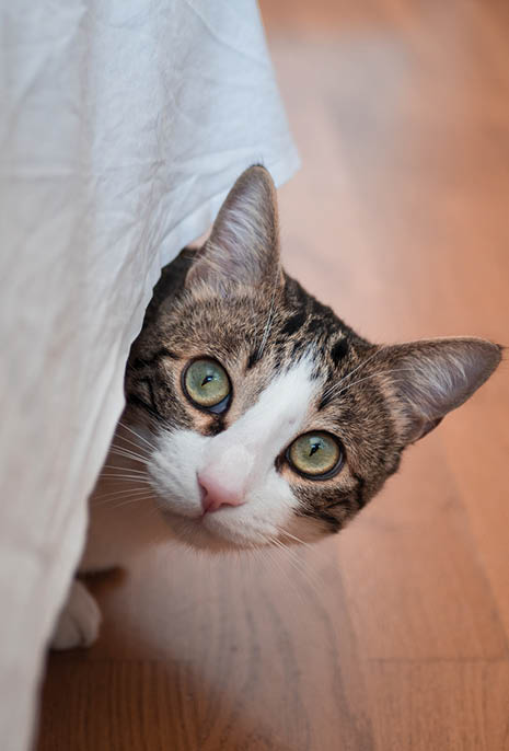 A vertical shot of a cute cat with a surprised facial expression hiding under a tablecloth