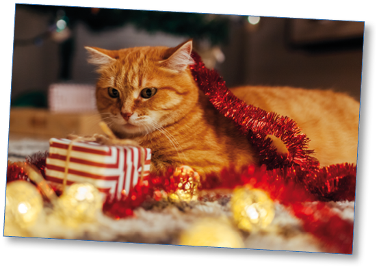 Ginger cat playing with garland and gift box under Christmas tree at home. Christmas and New year concept