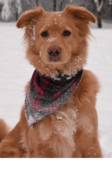 Adorable pink nosed duck tolling retriever dog on a snowy winter's day.