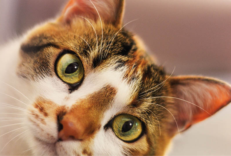 A closeup vertical shot of a cute European Shorthair cat looking at the camera on a blurred background