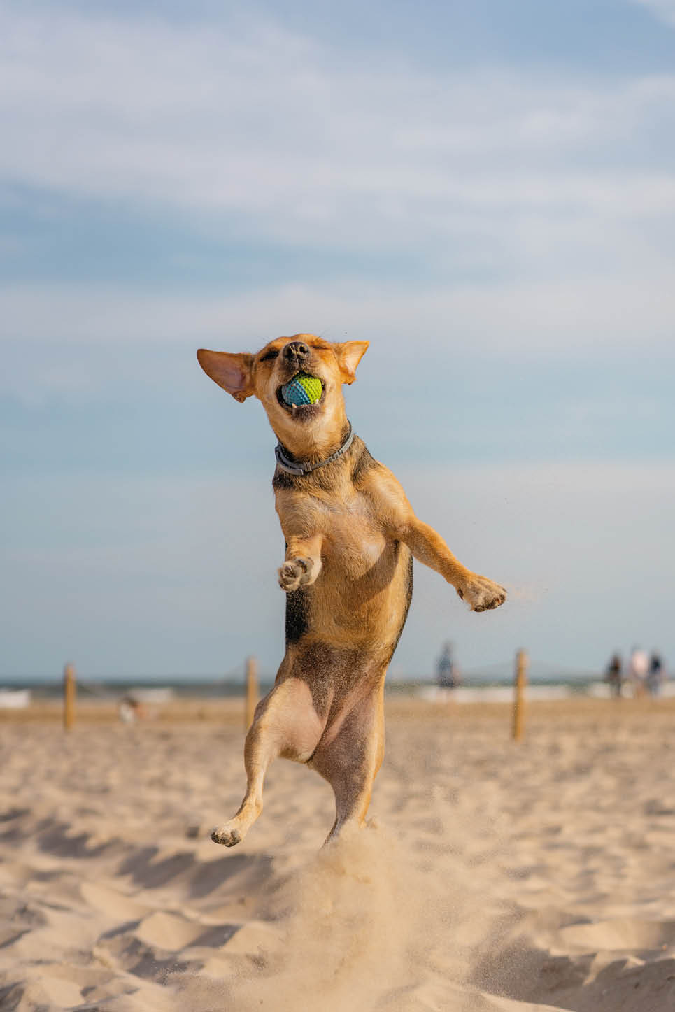 A vertical closeup shot of a companion dog catching a ball while running on the sand