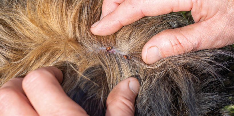 mites are parasites on the skin of a dog with thick hair. The man's hands part the hair at the withers, where ticks have stuck.