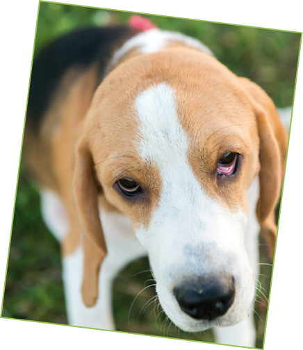 Portrait of cute beagle dog in green grass in the backyard