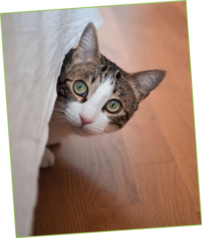 A vertical shot of a cute cat with a surprised facial expression hiding under a tablecloth