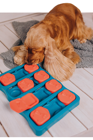 Cocker spaniel plays games at home