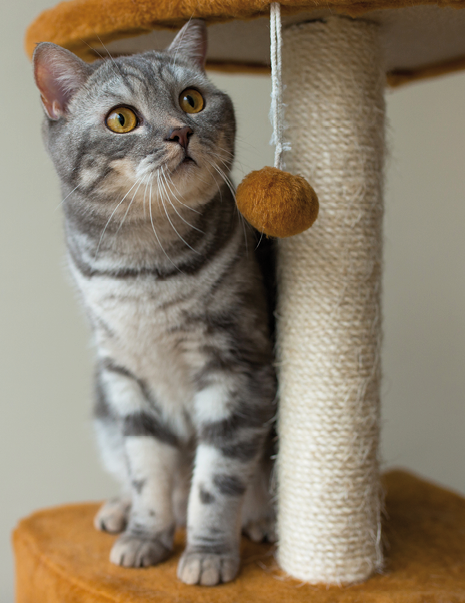 cute scottish straight gray cat hunting and playing