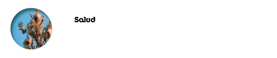 Salud La oruga procesionaria del pin