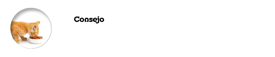 Consejo C mo alimentar a nuestros gato