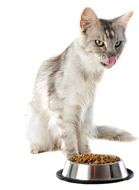 portrait of a purebred  maine coon cat and cat food on a white background