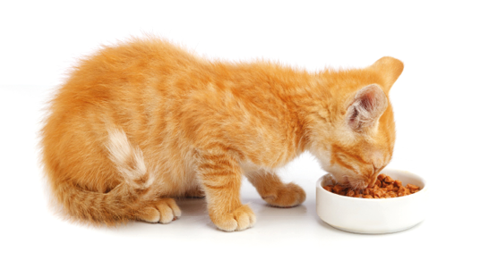 Little ginger kitten eats cat food from a bowl 