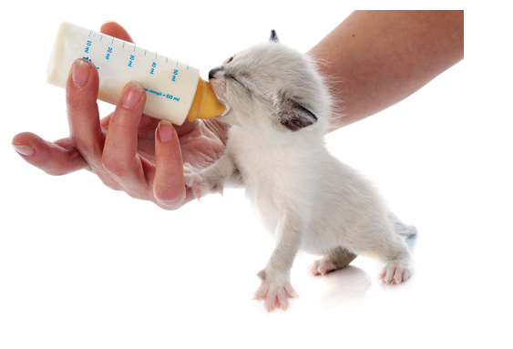 feeding siamese kitten in front of white background