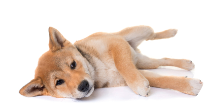 young shiba inu in front of white background