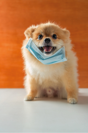 Dog wearing air pollution mask for protect dust PM2 5,Pomeranian, small breed dogs, put on a health mask sit on a white table