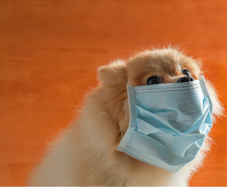 Dog wearing air pollution mask for protect dust PM2 5,Pomeranian, small breed dogs, put on a health mask