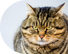 Portrait of a fat striped cat with green eyes