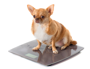 bathroom scales and fat chihuahua in front of white background