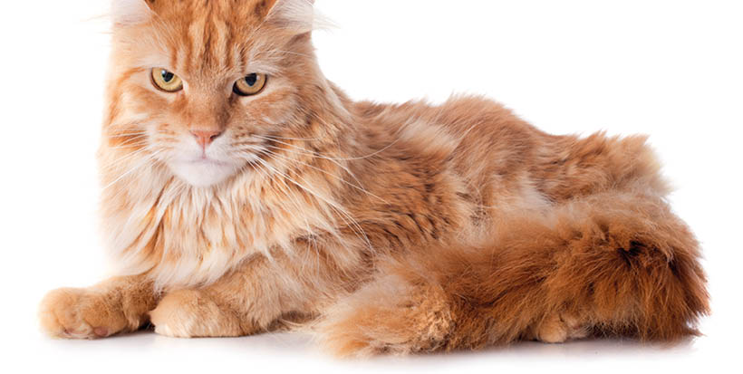 portrait of a purebred  maine coon cat on a white background