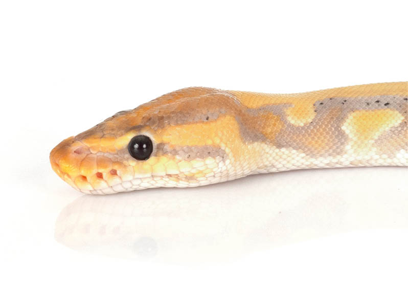 ball python in front of white background