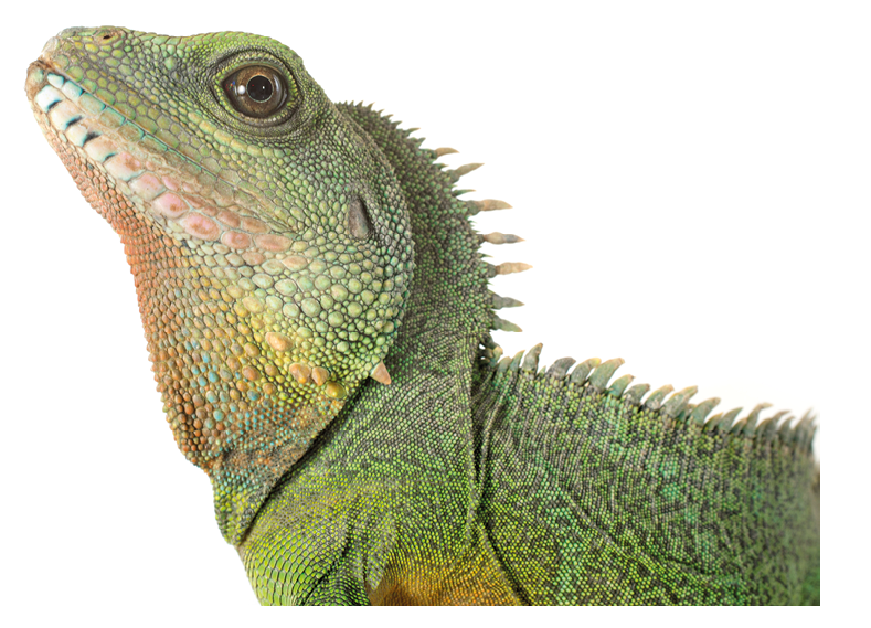 Chinese water dragon in front of white background