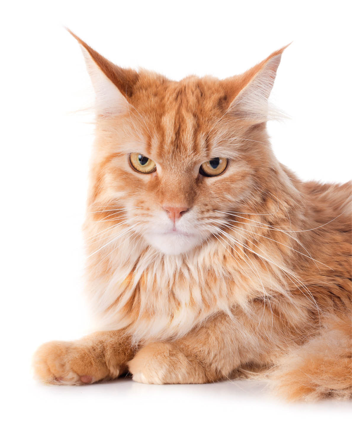 portrait of a purebred  maine coon cat on a white background