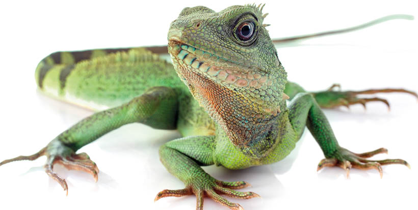 Chinese water dragon in front of white background