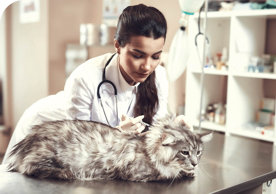 Cat Vaccination Vet Gives Injection to Maine Coon 