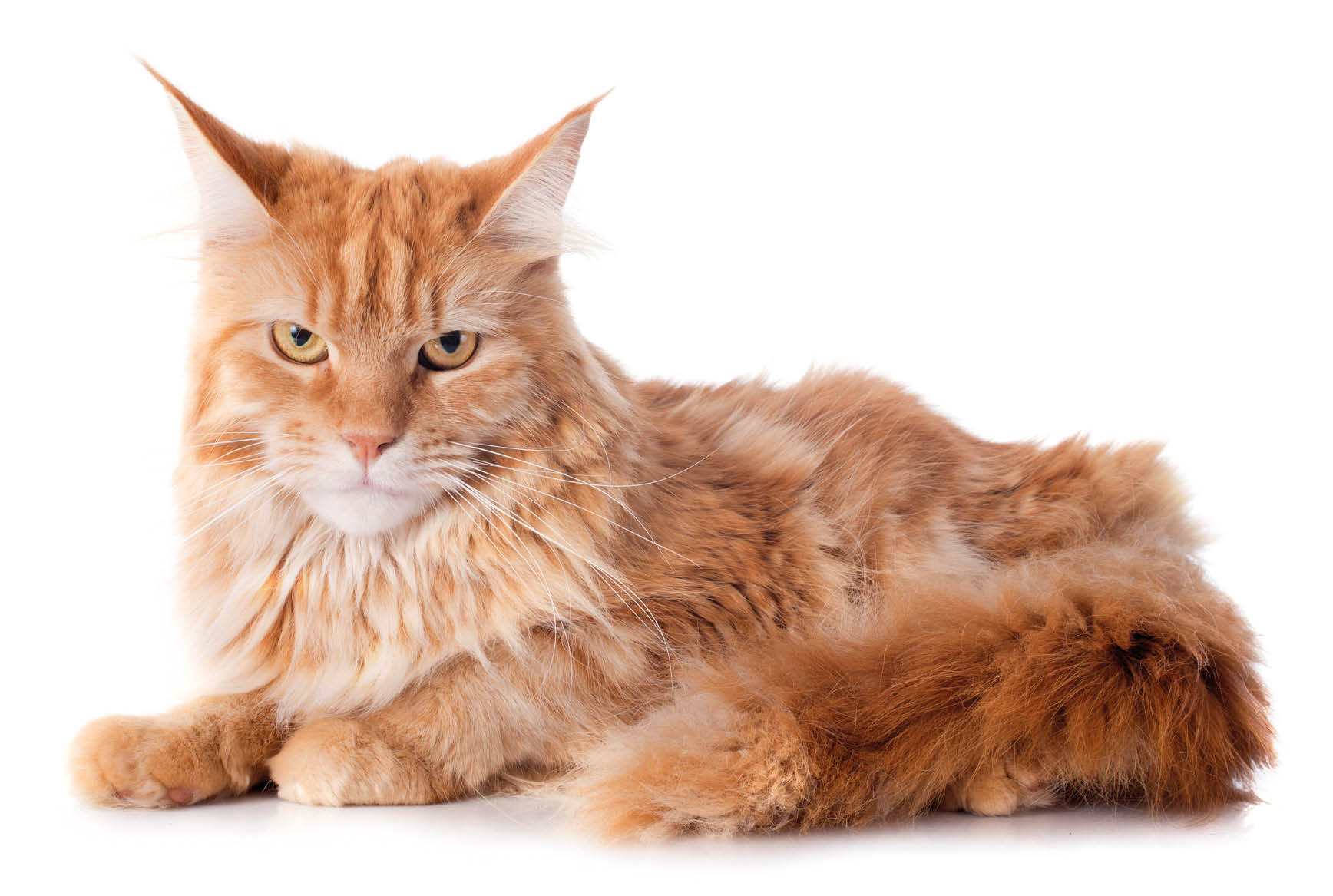 portrait of a purebred  maine coon cat on a white background