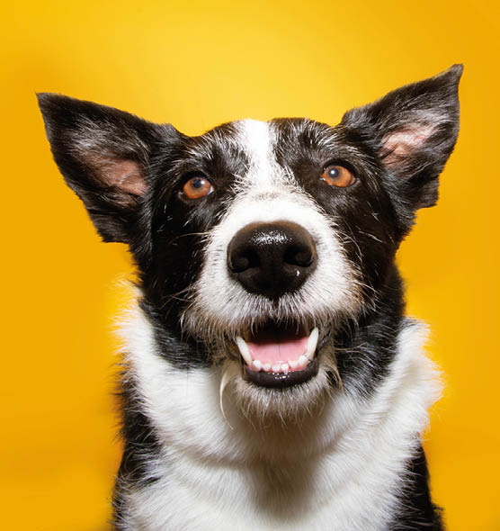 Portrait happy border collie dog. Isolated on yellow background.