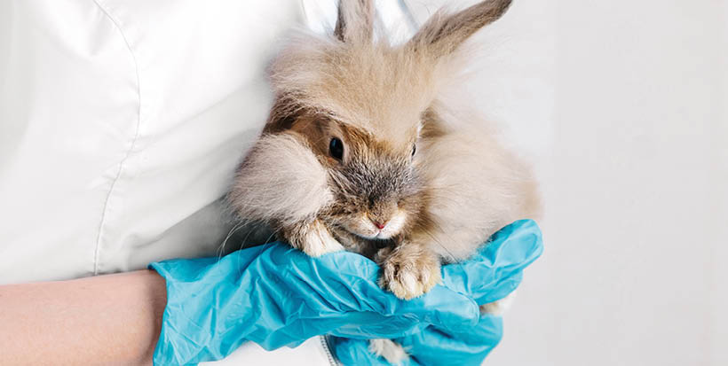 checking the rabbit in veterinary doctor. prevention and treatment of diseases in pet. examination, vaccination of animals in veterinary clinic. female vet with bunny in hand. th animal is at the vet.