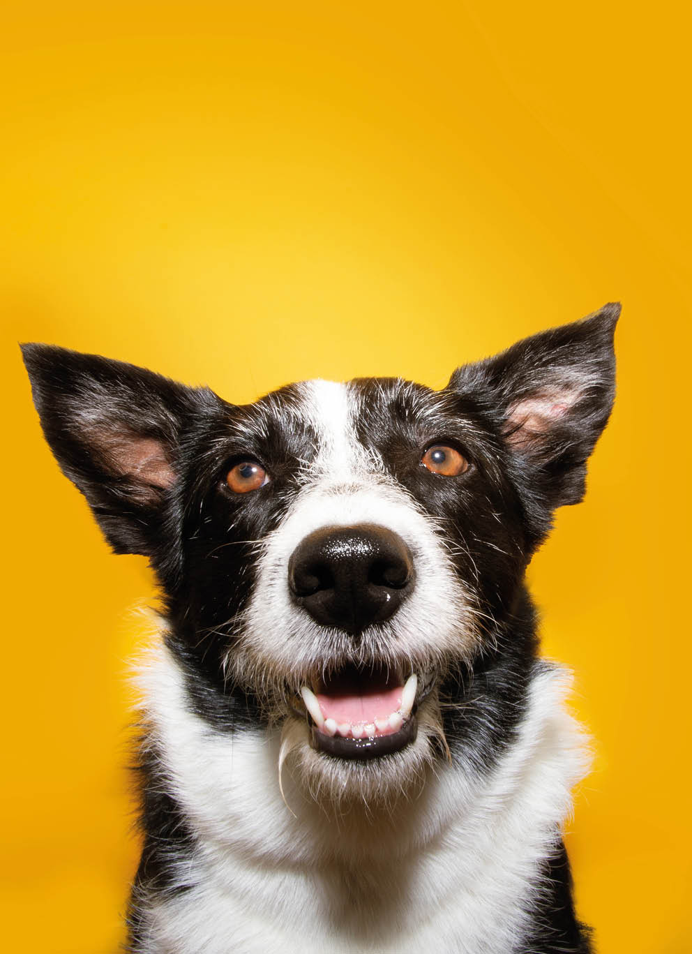 Portrait happy border collie dog. Isolated on yellow background.