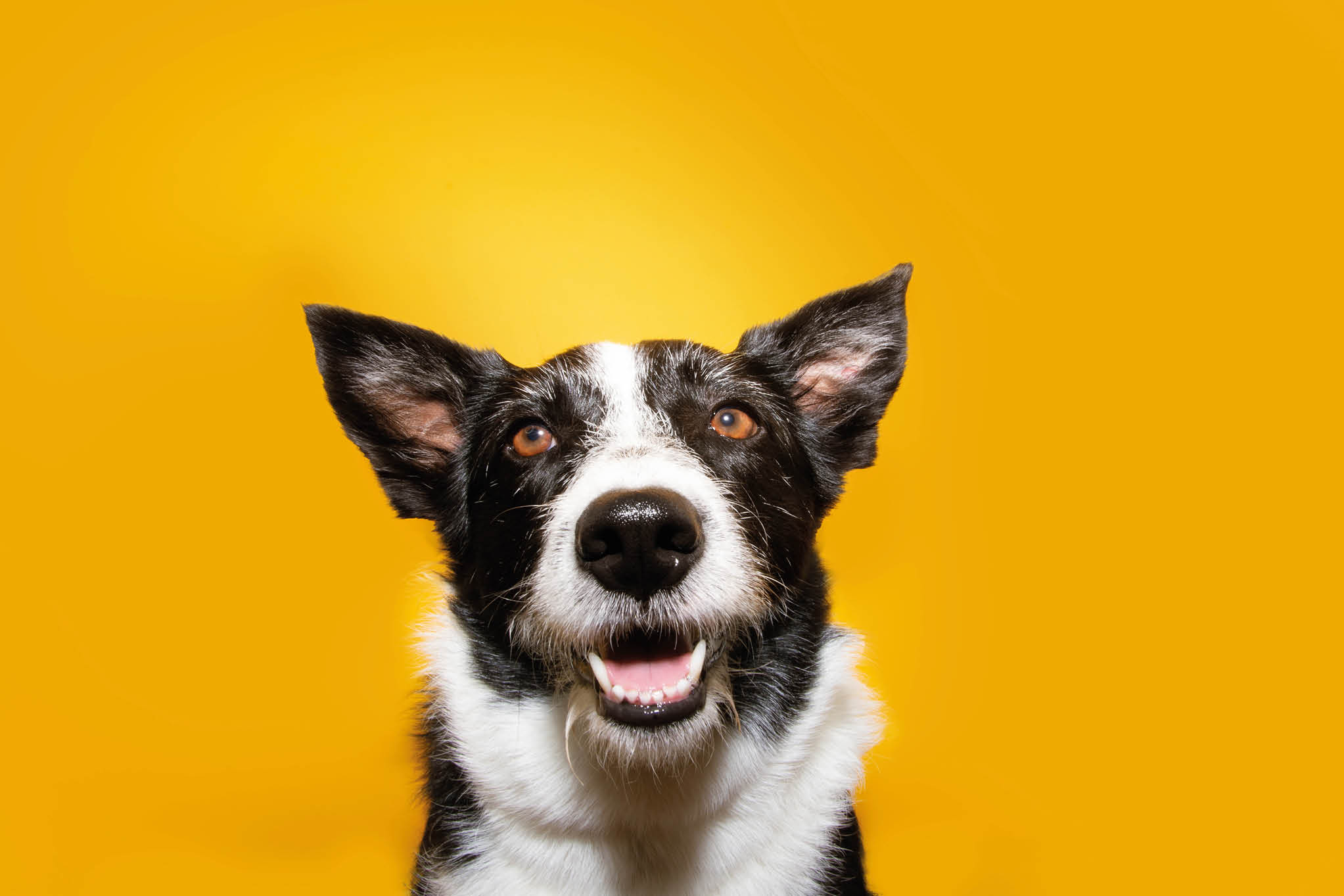 Portrait happy border collie dog. Isolated on yellow background.