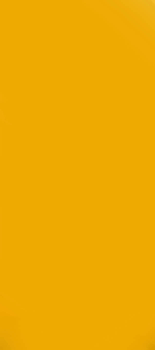 Portrait happy border collie dog. Isolated on yellow background.