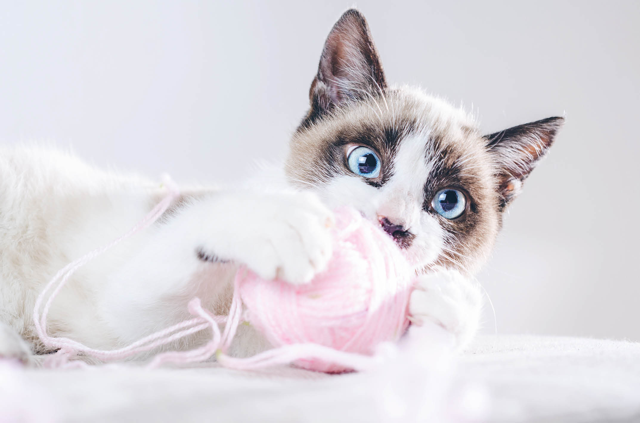 A closeup shot of the brown and white face of a cute blue-eyed cat playing with a ball of wool