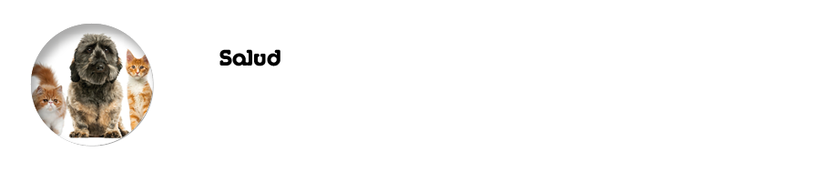 Salud Diabetes en perros y gato