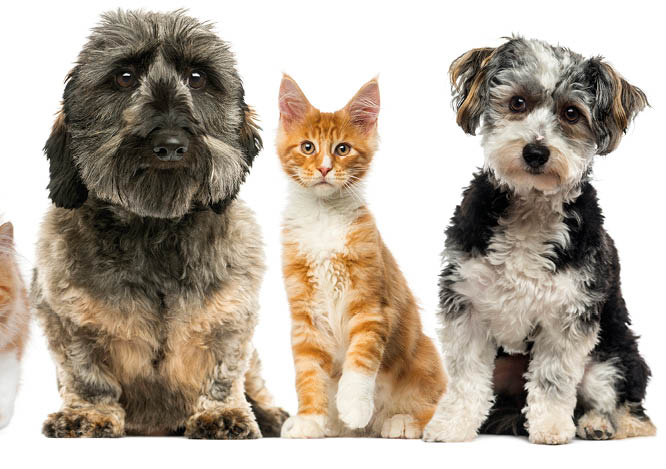 Group of dogs and cats in front of a white background