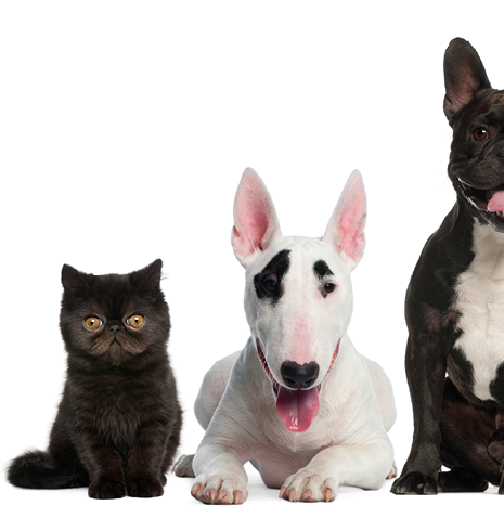 Group of cats and dogs