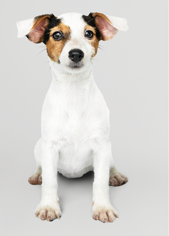 Adorable Jack Russell Retriever puppy portrait