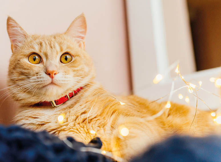 Cat and Christmas lights  Cute ginger cat lying near the window and play with lights  Free space 