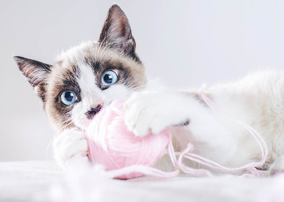 A closeup shot of the brown and white face of a cute blue-eyed cat playing with a ball of wool