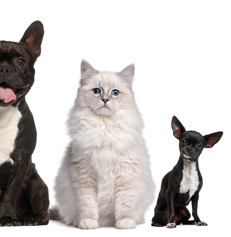 Group of cats and dogs