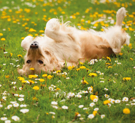 Golden retriever playing in the grass
