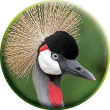 Closeup of head black crowned crane, Balearica pavonina, on dark forest background 