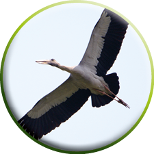 White Stork (Ciconia ciconia) flying in the sky 