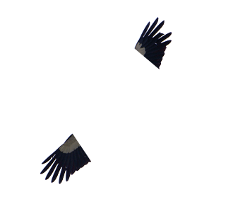 White Stork (Ciconia ciconia) flying in the sky 