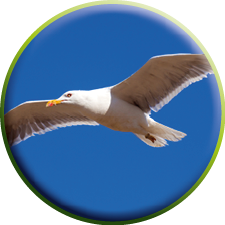 Flying seagull against blue sky