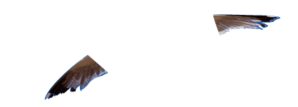 Flying seagull against blue sky