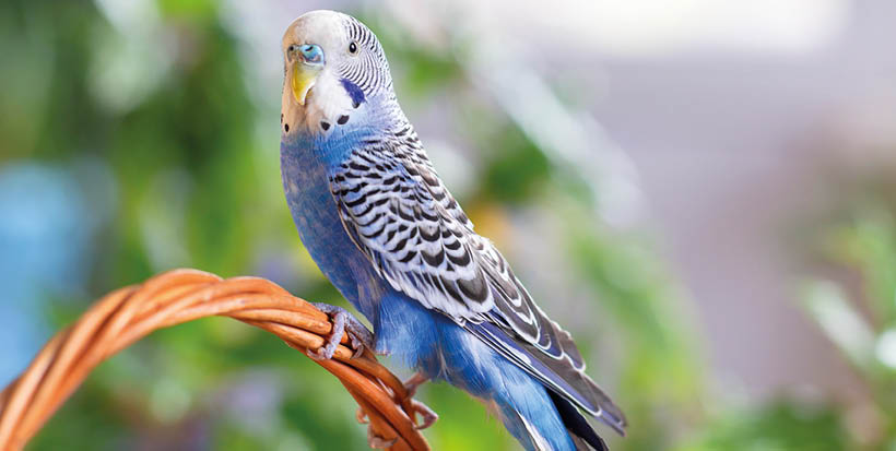 A beautiful wavy parrot of blue color sits without a cage. Tropical birds at home. Feathered favorites