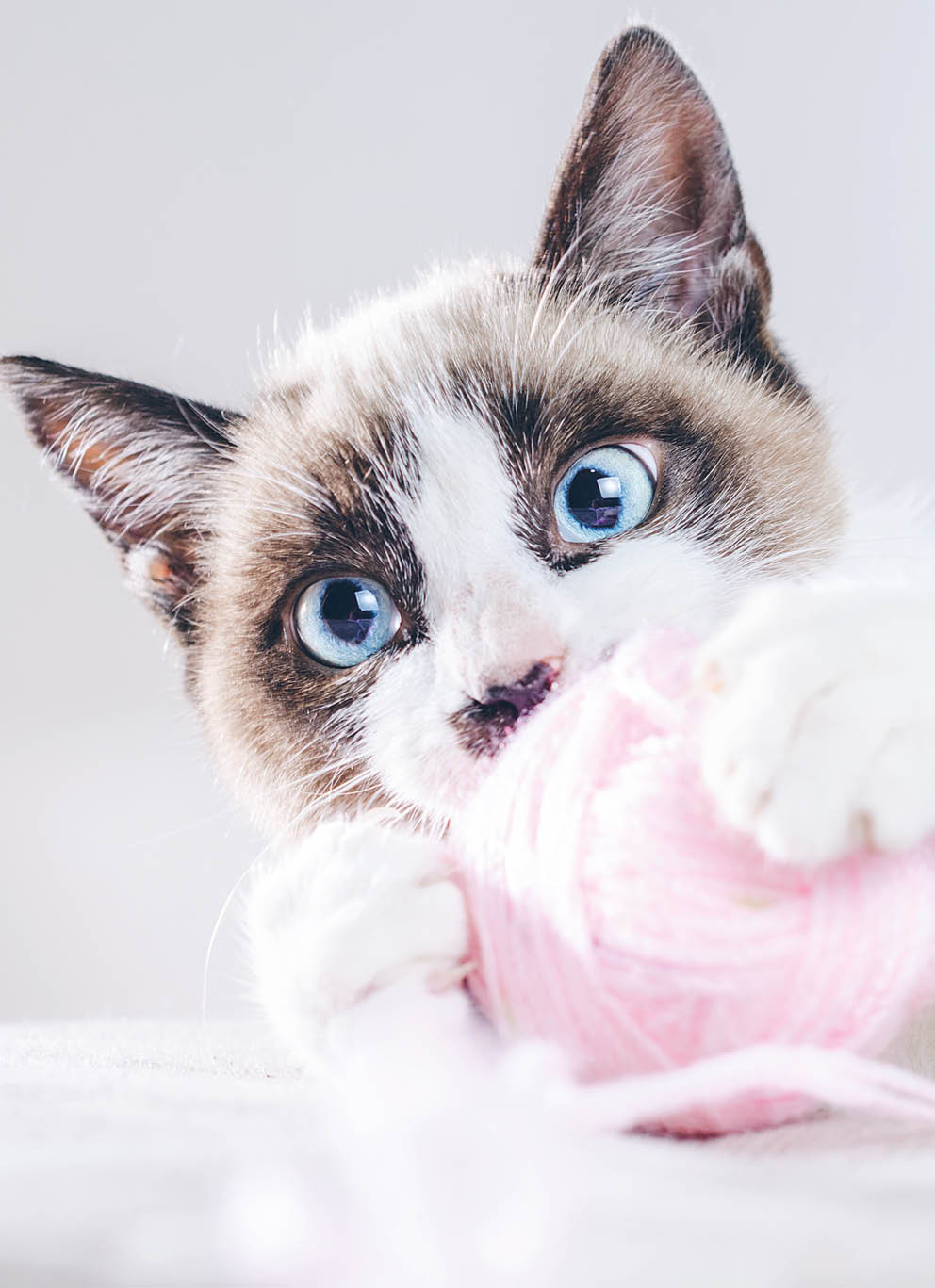 A closeup shot of the brown and white face of a cute blue-eyed cat playing with a ball of wool